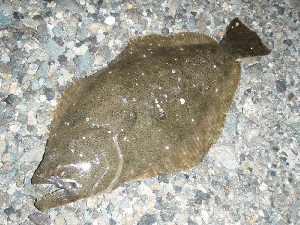 ヒラメをルアーで釣る4つのコツ！タックルやルアーの選び方は？