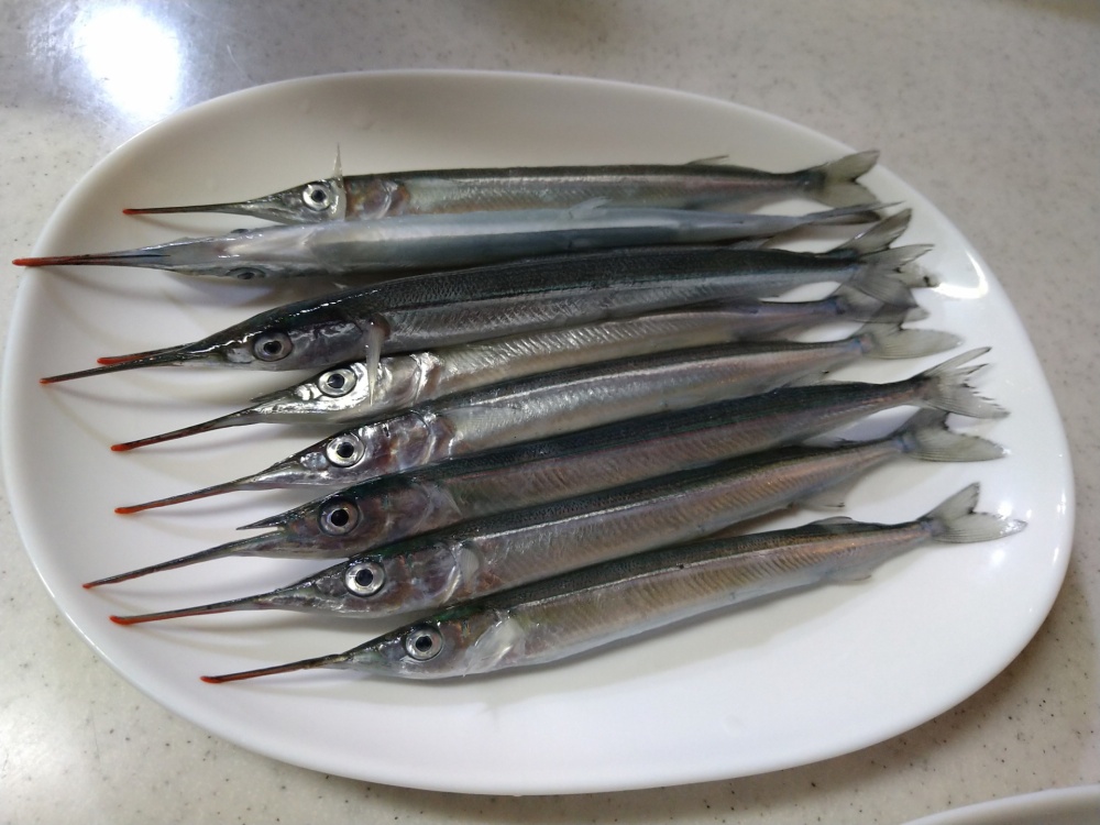 サヨリは別名「海の貴婦人」