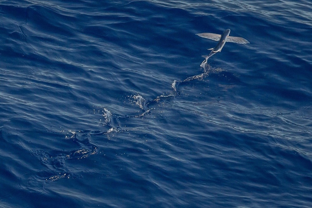 トビウオの驚くべき飛行能力