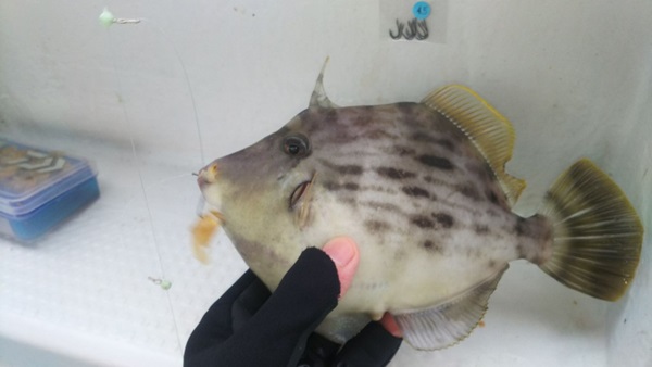 カワハギ釣りの基本とは？