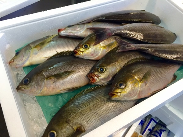 イサキは夏が美味しい人気魚