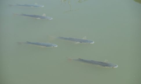 ボラってどんな魚？