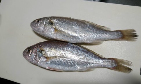 イシモチ（シログチ）の画像