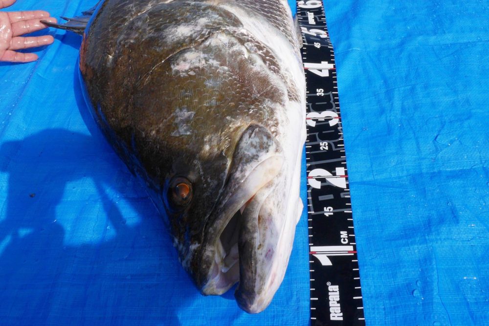 日本三大怪魚の一角、アカメ！