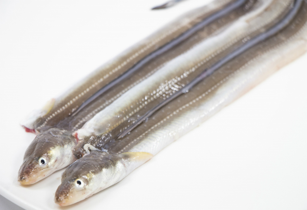 夏に旬な魚16
