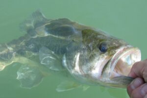 エアエッジでバス釣りを満喫