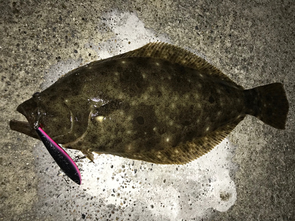 シーバス用のバイブレーションは他の魚種に使える？