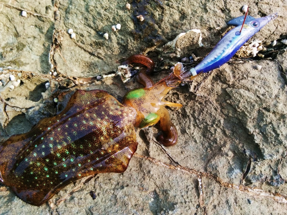 エギングってどんな釣り？