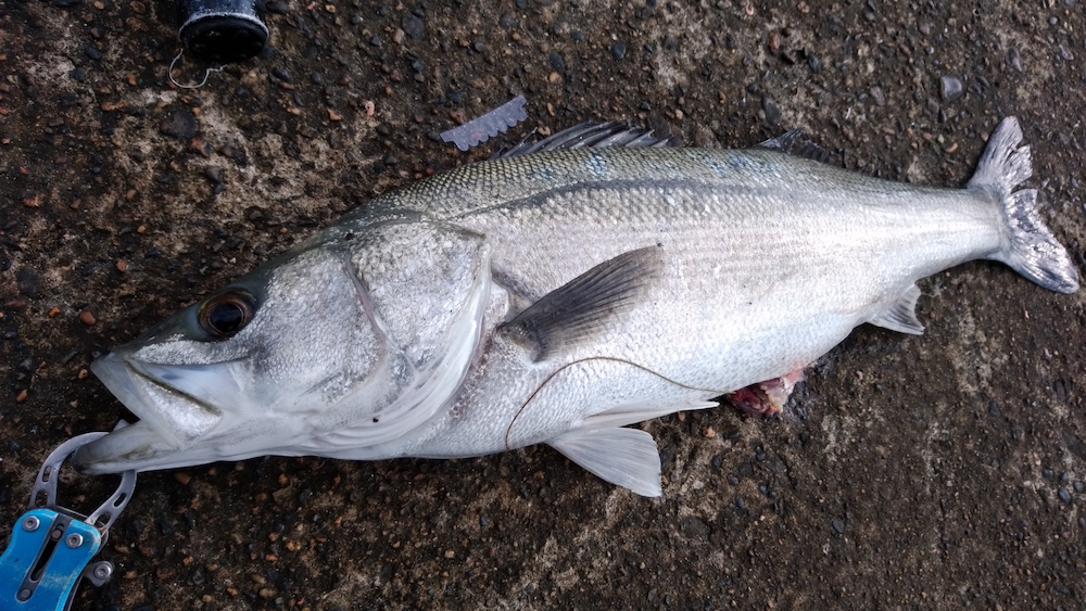 シーバスをバイブレーションで釣ろう！