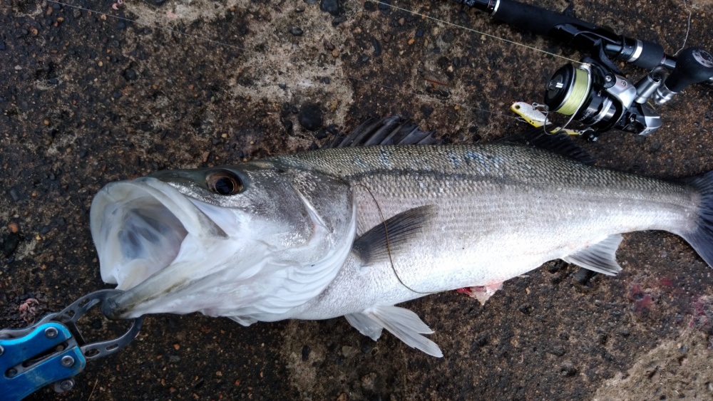 メバリングロッドで他の釣りはできる？
