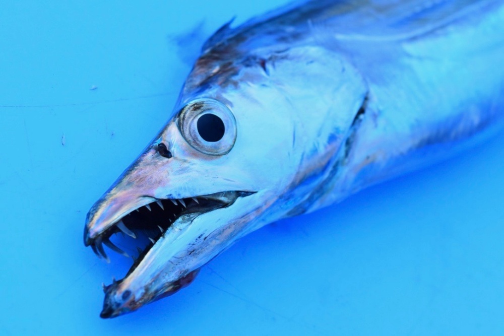 太刀魚ワインドの釣り方を解説