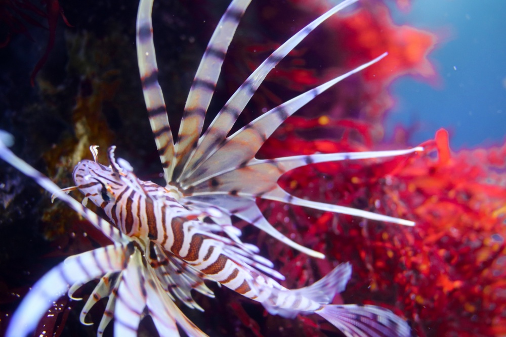 ミノカサゴは毒のある美しい魚