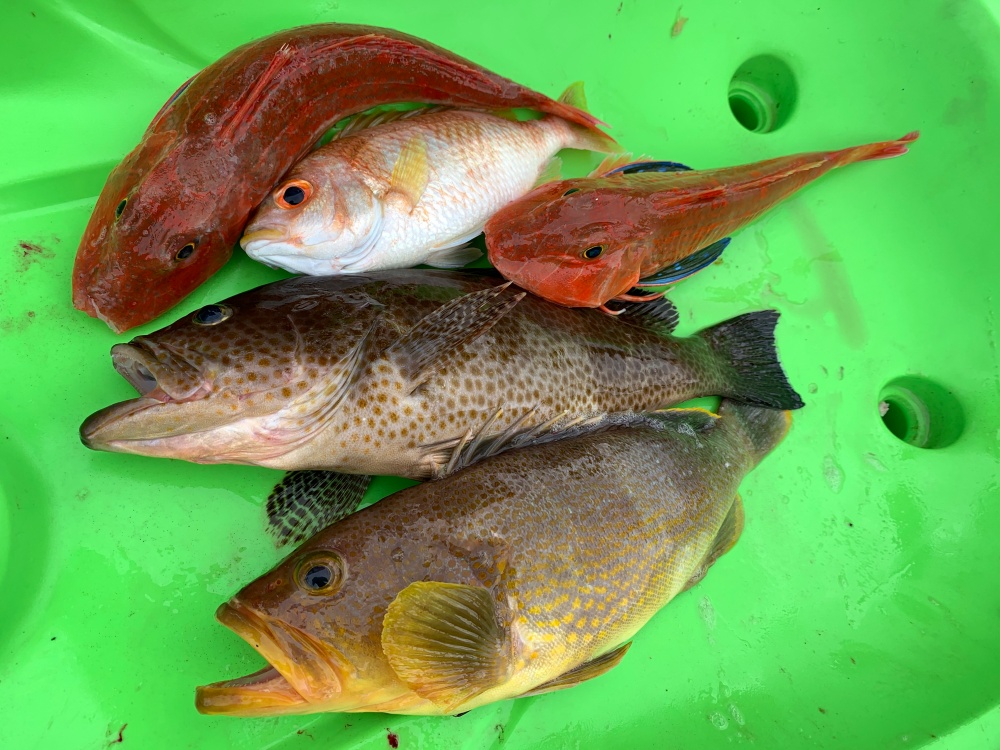 アオハタは高級魚？